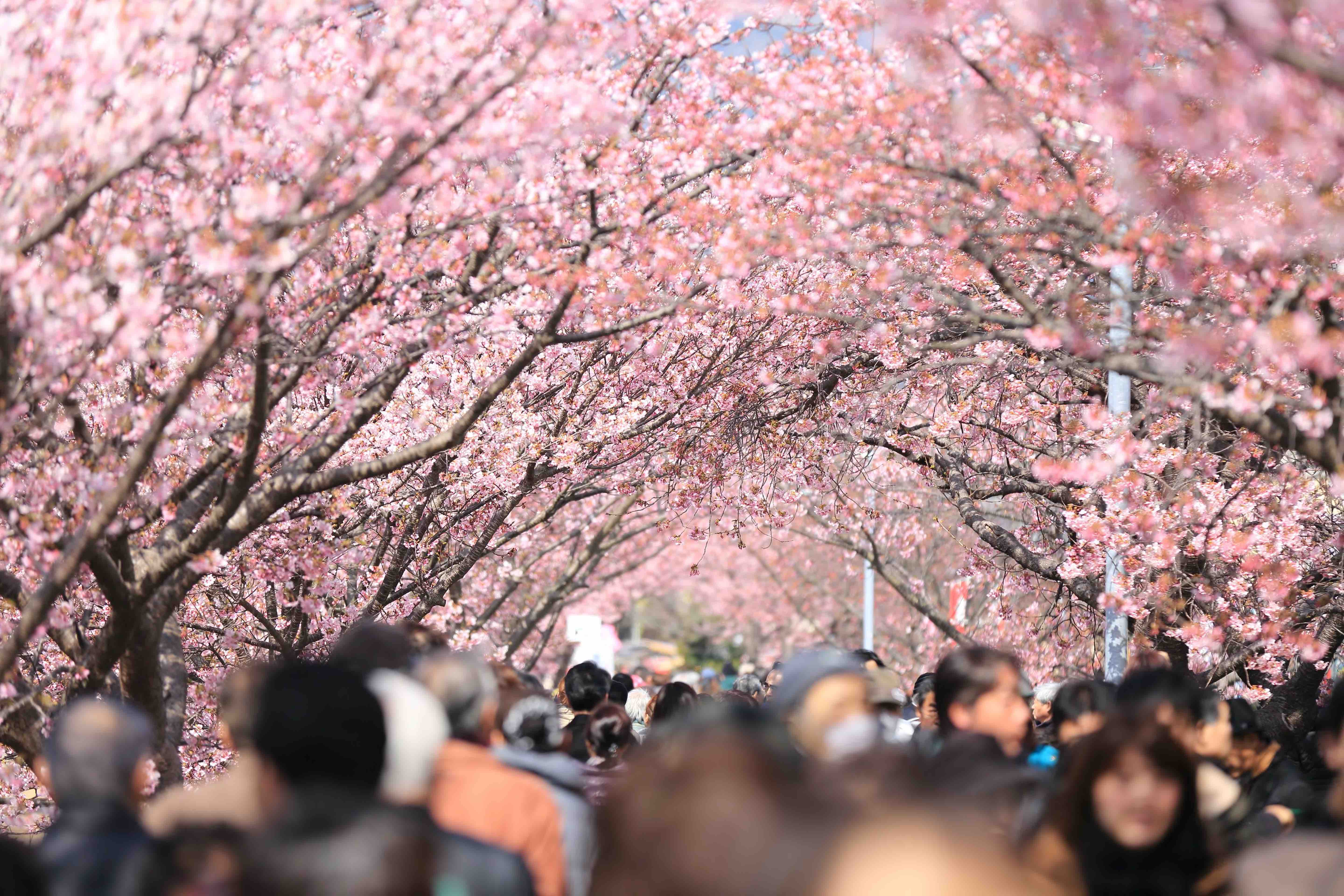 Tradicionais festivais de hanami, como os de Tóquio e Osaka, foram cancelados (Kazuend/Unsplash)